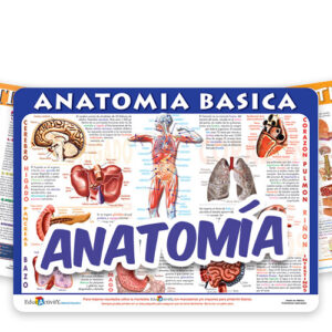 Anatomía